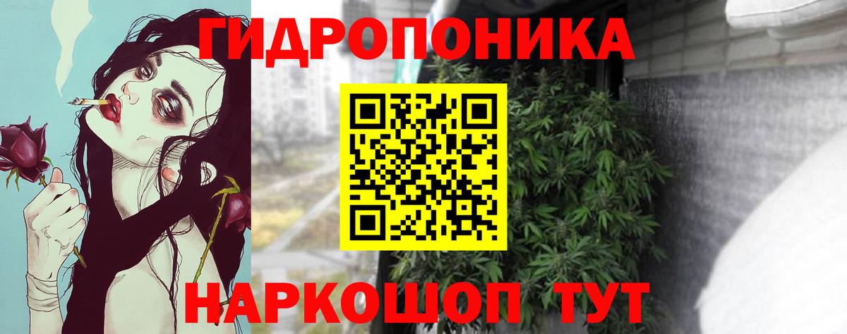 Бошки Шишки сатива Избербаш